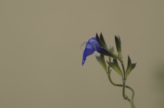 静寂の花と水滴