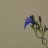 静寂の花と水滴
