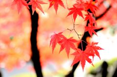 紅葉