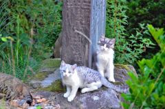 愛らしい兄弟猫