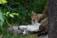 親猫の愛情