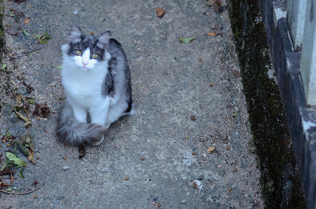 美猫