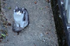 美猫