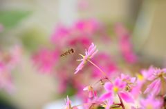 山野草に近づく蜂