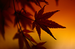 『autumn silhouette』