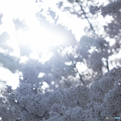 『最期の桜』