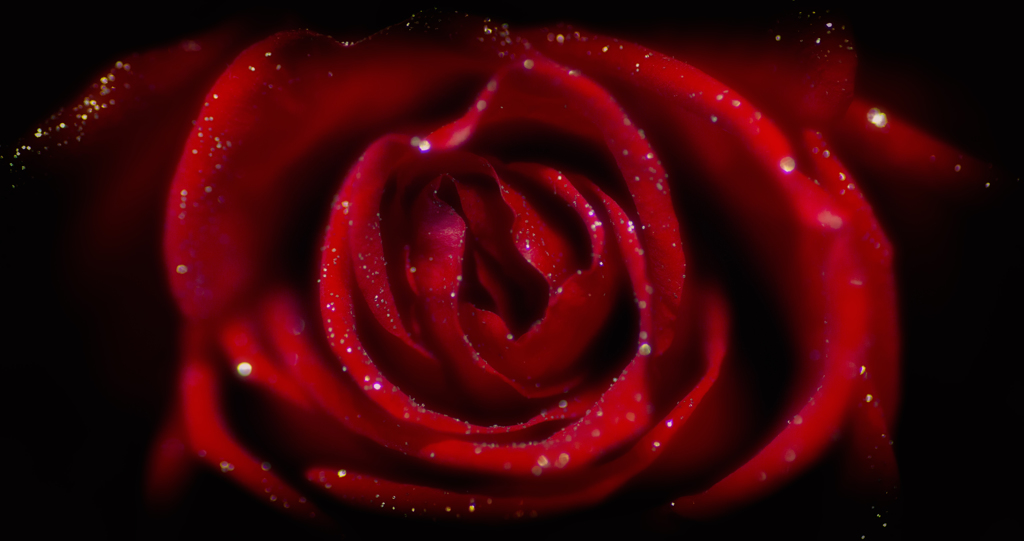 『Red rose of the darkness ♥️』