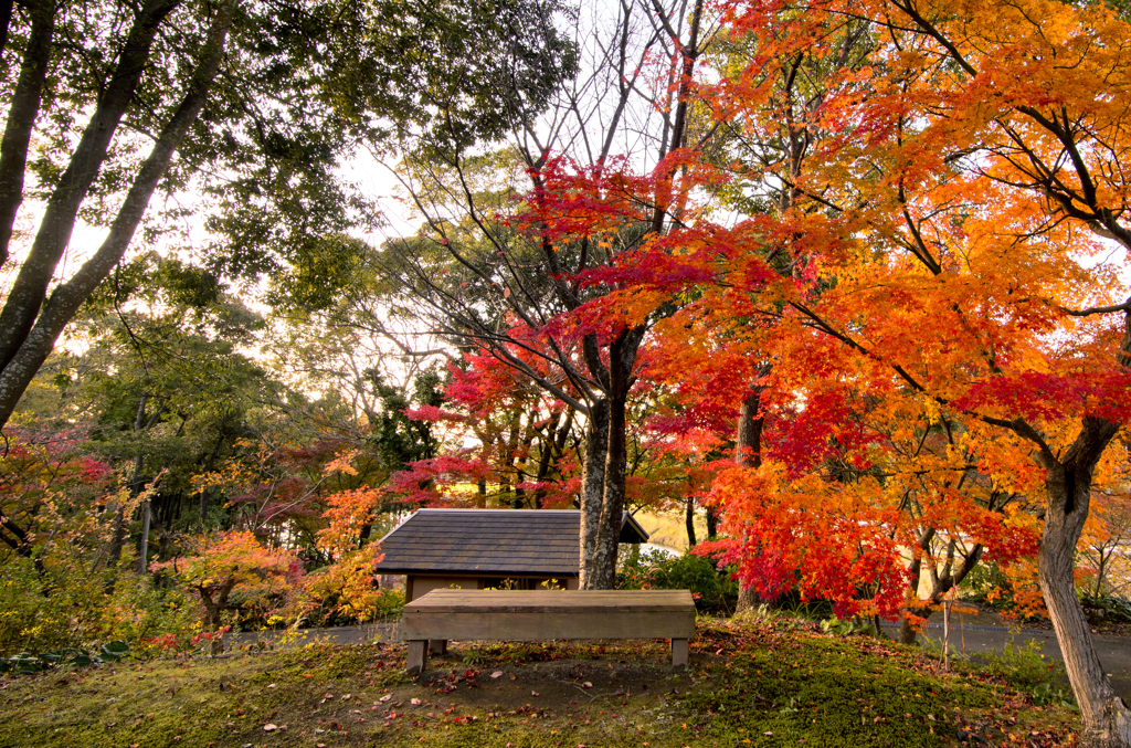 『In the woods to go end』
