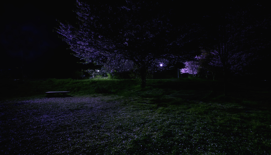 Cherry Blossoms in the Night of Memories