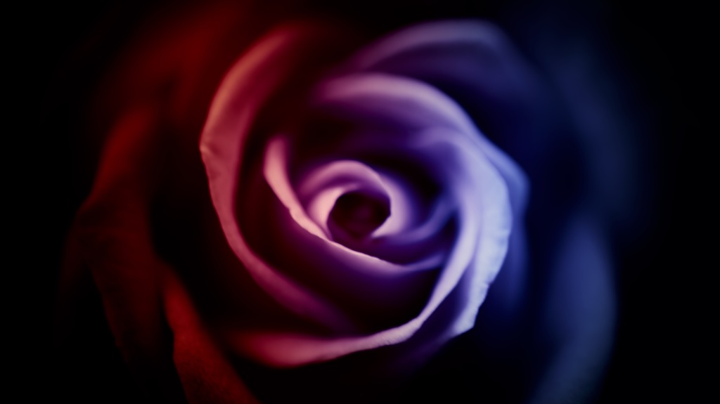 『 Beautiful rose of darkness 』