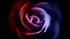 『 Beautiful rose of darkness 』