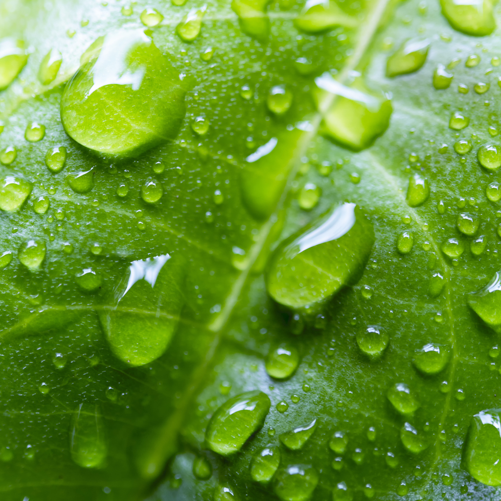 『 Drops of rain 』