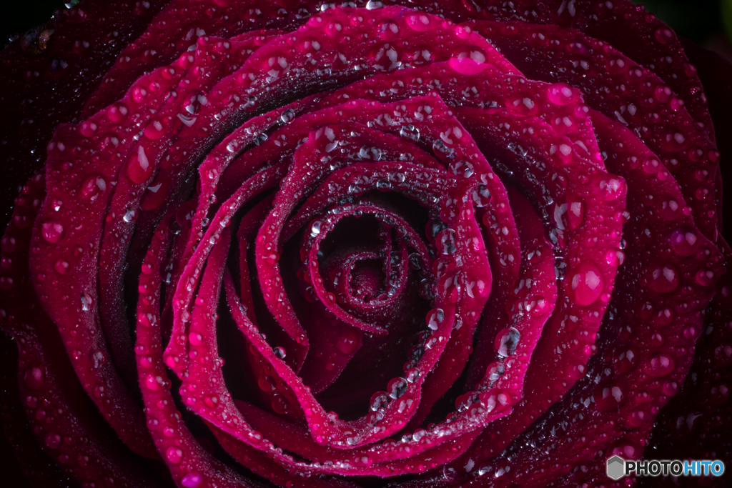 Tears of roses