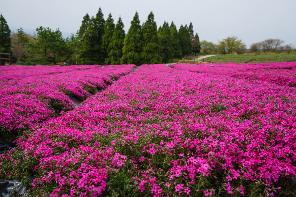 芝桜