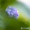 ふんわり紫陽花