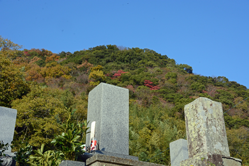 見上げる山は秋