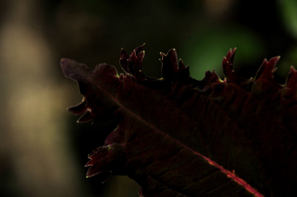 自然イルミネーション