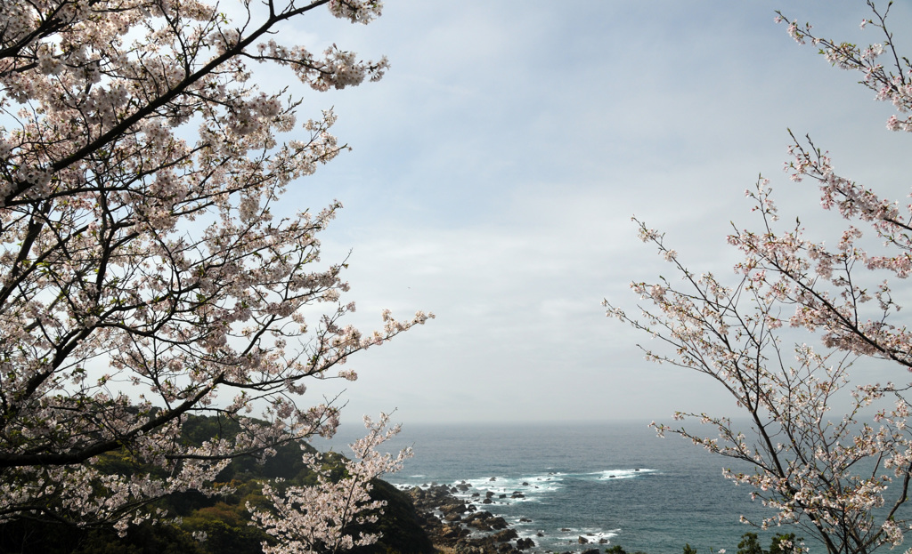 さくらと海②