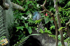 オオゴマダラカップル