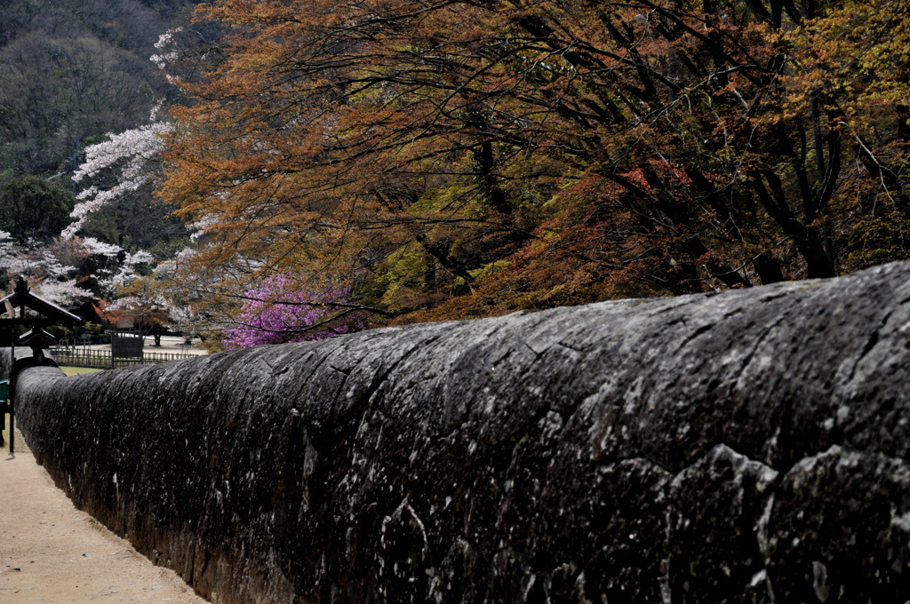 石塀とさくら
