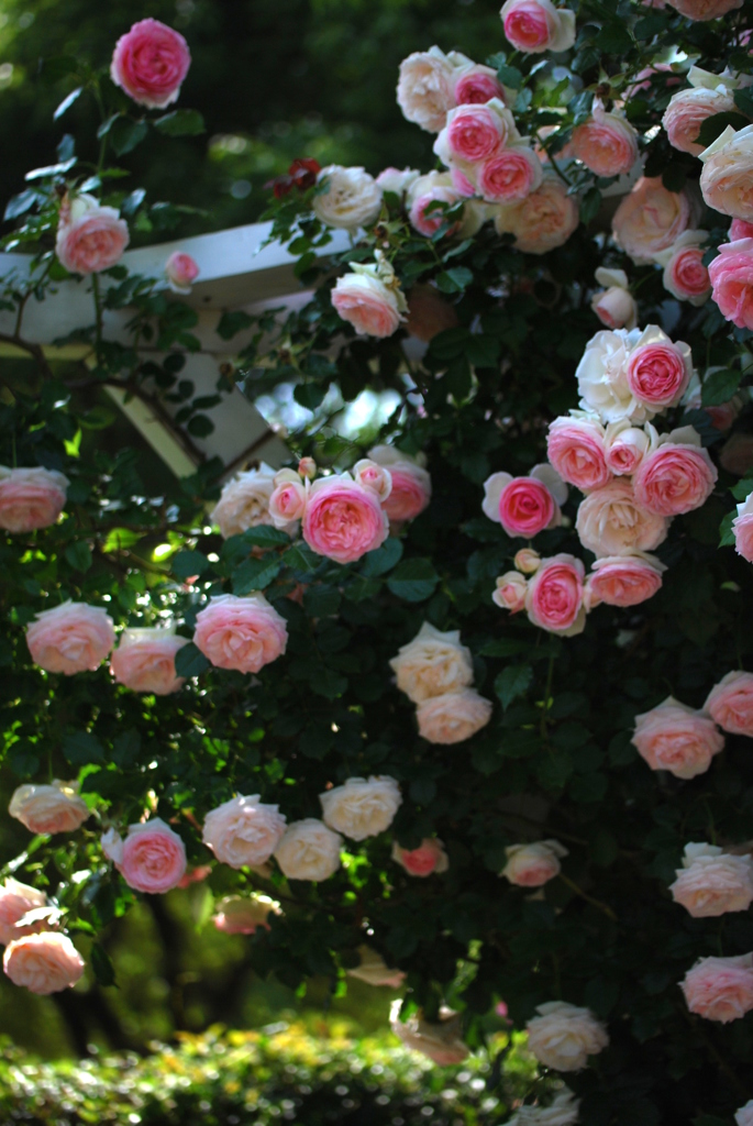 さすがピエール