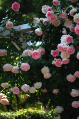 さすがピエール