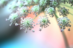 花フォト①