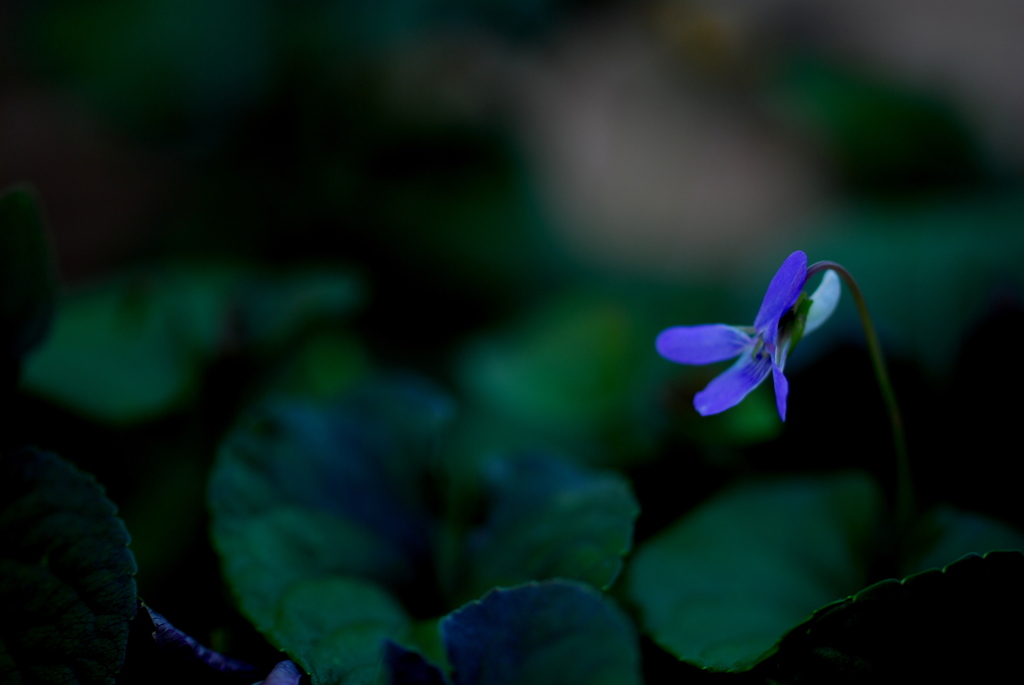 ツボにはまる＜黒葉すみれ＞