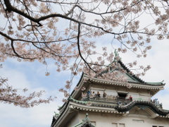 さくらと城①