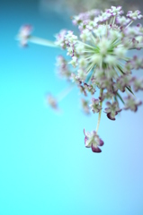 花フォト②