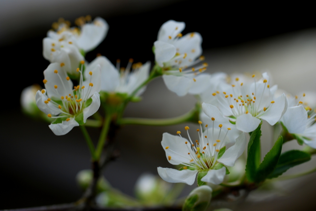 プラムの花