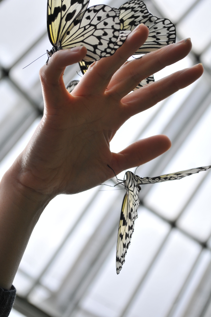 オオゴマダラ、いい香り④