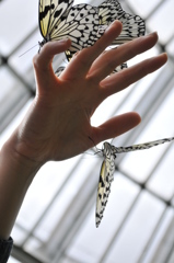 オオゴマダラ、いい香り④