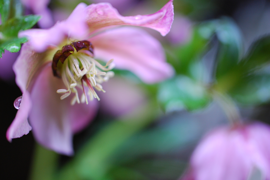 雨にクリスマスローズ②