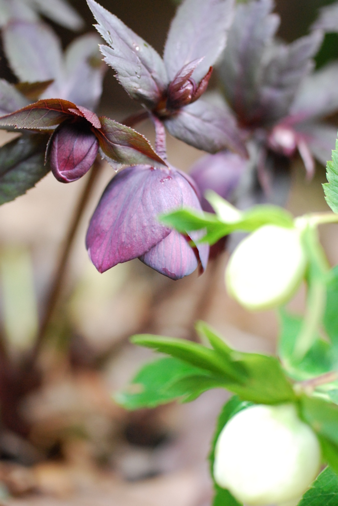 ブラックももうすぐ