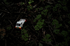 森の出来事から・・・大丈夫？