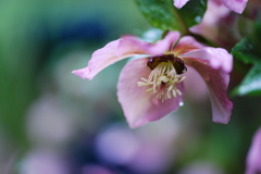 雨にクリスマスローズ③