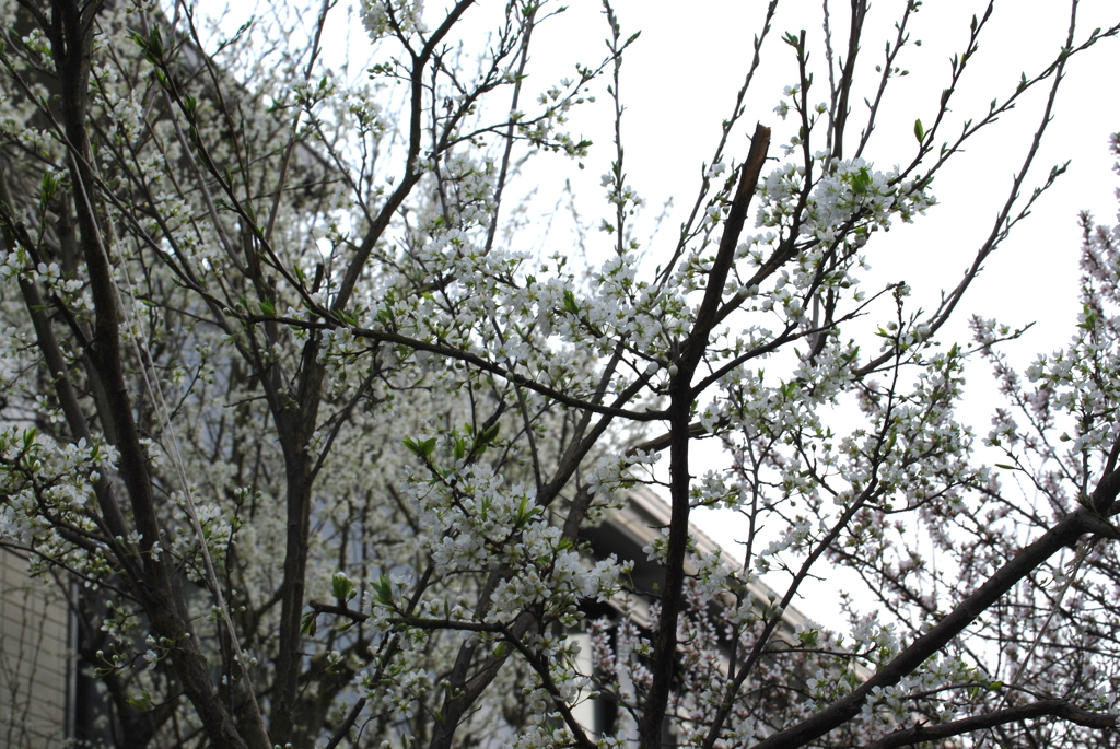 いっぱいみのるといいなぁ