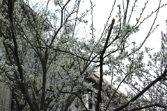 いっぱいみのるといいなぁ