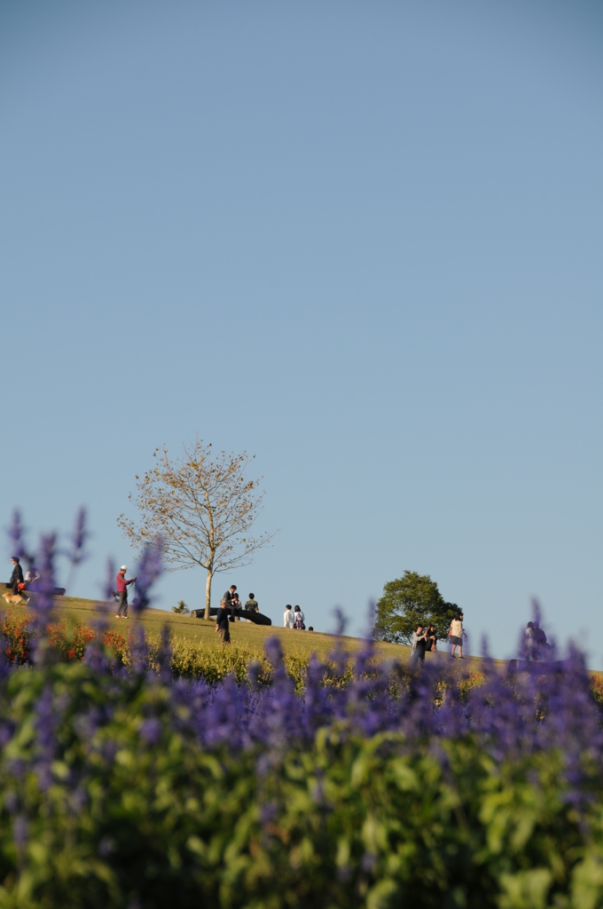 花パノラマ　③
