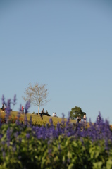 花パノラマ　③