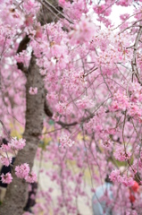 伏見桃山城のさくら