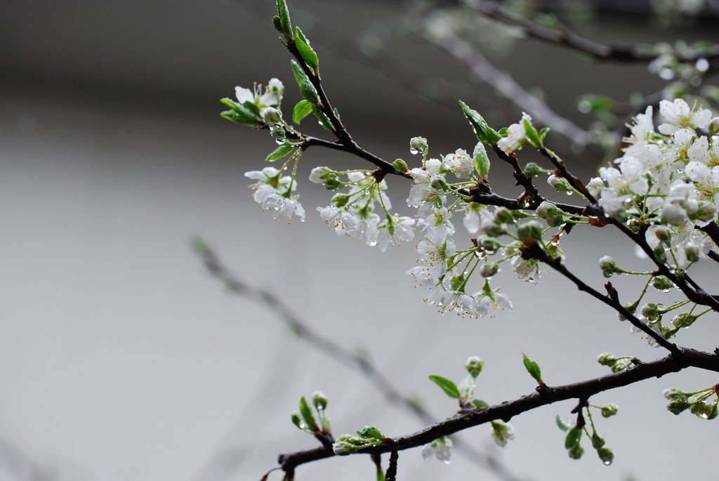 雨にプラム咲く