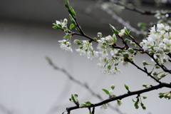 雨にプラム咲く