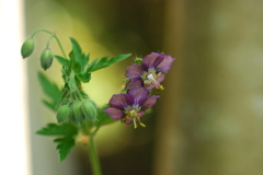 ゲラニューム（フウロソウ）②