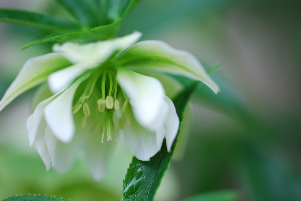 雨にクリスマスローズ①