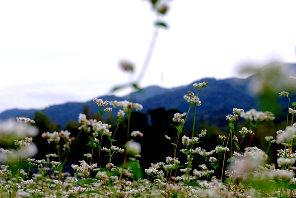 蕎麦畑から