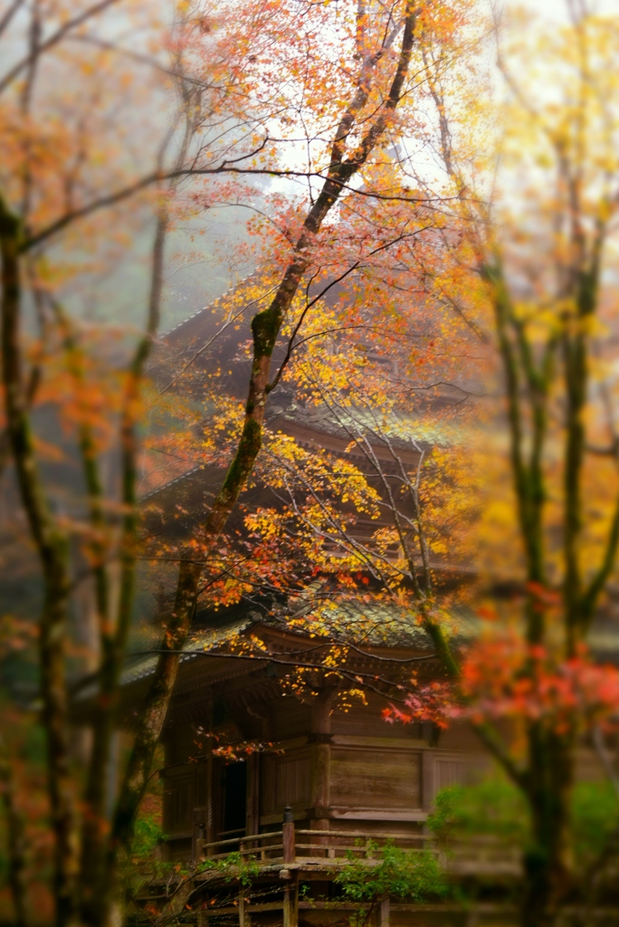 霧のなかの紅葉