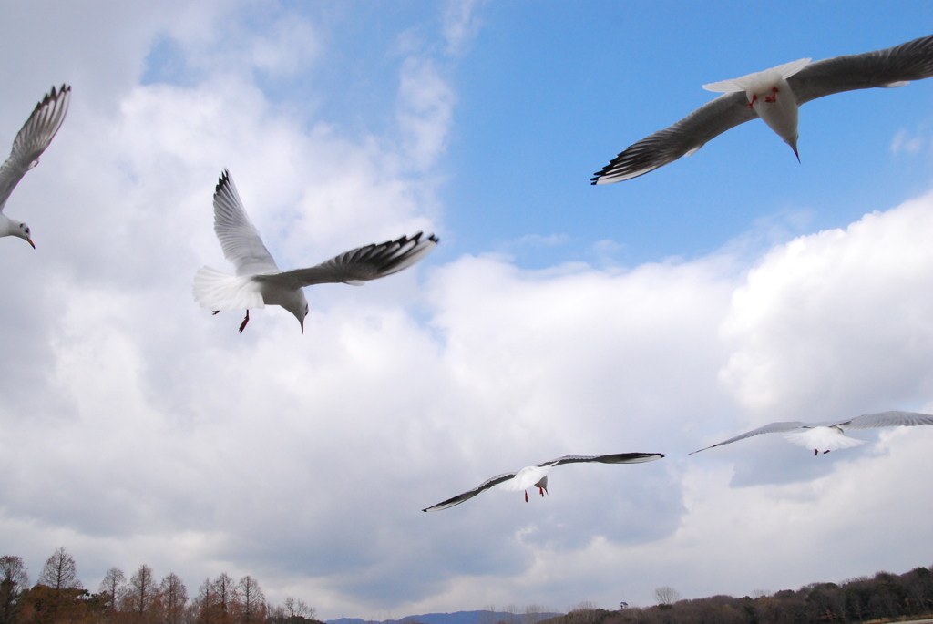 羽根があればなあ。。