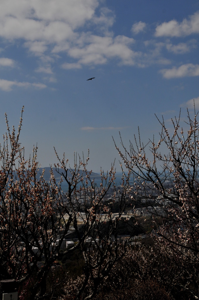 梅園ととんび？